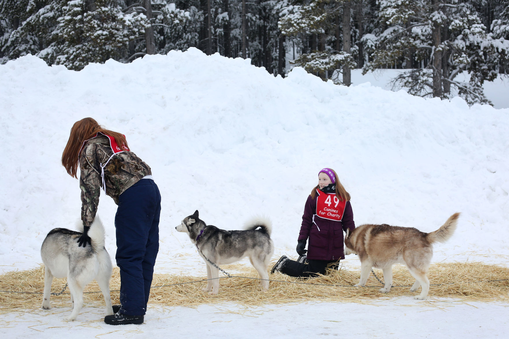 Sled Dog Race
